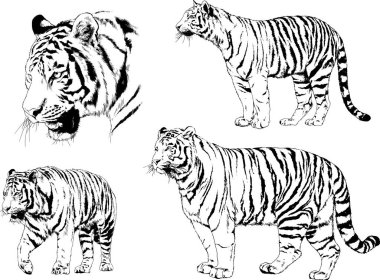 Vektör çizimleri farklı avcılar çizer, kaplanlar, aslanlar, çitalar ve leoparlar mürekkeple çizilir, arka planı olmayan nesneler.