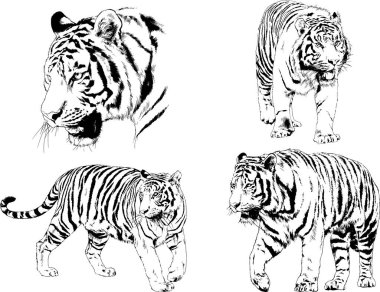 Vektör çizimleri farklı avcılar çizer, kaplanlar, aslanlar, çitalar ve leoparlar mürekkeple çizilir, arka planı olmayan nesneler.