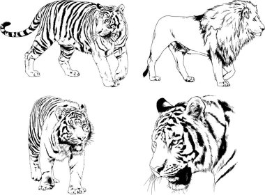 Vektör çizimleri farklı avcılar çizer, kaplanlar, aslanlar, çitalar ve leoparlar mürekkeple çizilir, arka planı olmayan nesneler.