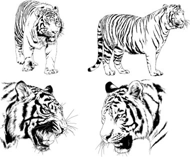 Vektör çizimleri farklı avcılar çizer, kaplanlar, aslanlar, çitalar ve leoparlar mürekkeple çizilir, arka planı olmayan nesneler.