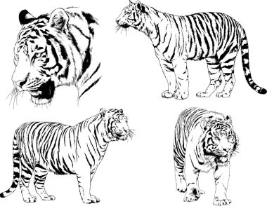 Vektör çizimleri farklı avcılar çizer, kaplanlar, aslanlar, çitalar ve leoparlar mürekkeple çizilir, arka planı olmayan nesneler.