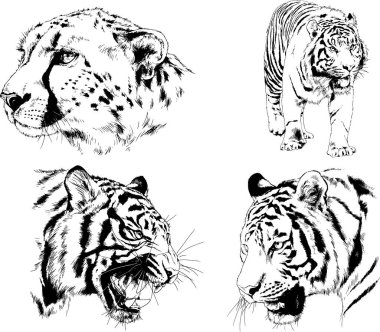 Vektör çizimleri farklı avcılar çizer, kaplanlar, aslanlar, çitalar ve leoparlar mürekkeple çizilir, arka planı olmayan nesneler.