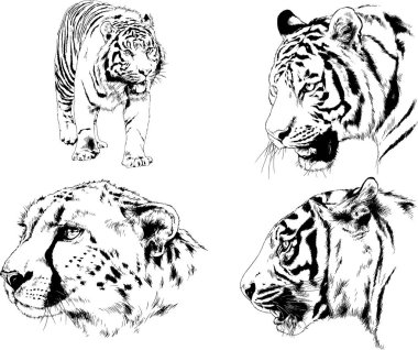 Vektör çizimleri farklı avcılar çizer, kaplanlar, aslanlar, çitalar ve leoparlar mürekkeple çizilir, arka planı olmayan nesneler.