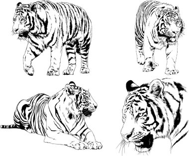 Vektör çizimleri farklı avcılar çizer, kaplanlar, aslanlar, çitalar ve leoparlar mürekkeple çizilir, arka planı olmayan nesneler.