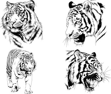 Vektör çizimleri farklı avcılar çizer, kaplanlar, aslanlar, çitalar ve leoparlar mürekkeple çizilir, arka planı olmayan nesneler.