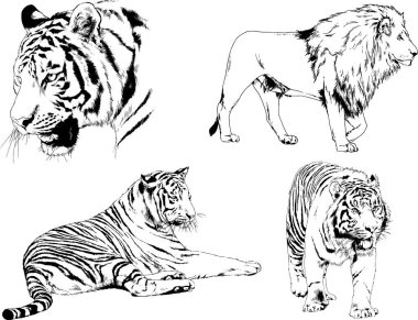 Vektör çizimleri farklı avcılar çizer, kaplanlar, aslanlar, çitalar ve leoparlar mürekkeple çizilir, arka planı olmayan nesneler.