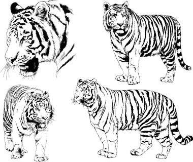Vektör çizimleri farklı avcılar çizer, kaplanlar, aslanlar, çitalar ve leoparlar mürekkeple çizilir, arka planı olmayan nesneler.