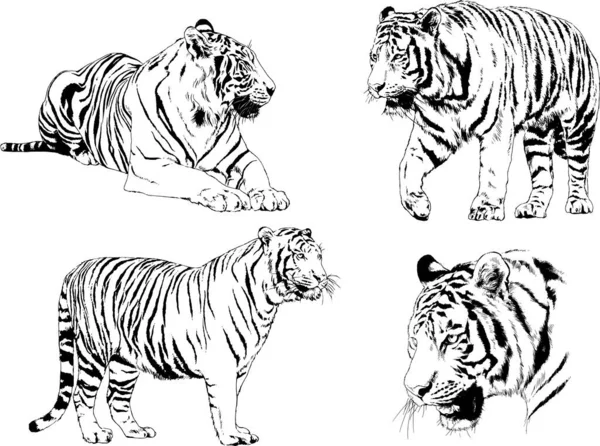 Conjunto Dibujos Vectoriales Sobre Tema Los Depredadores Tigres Dibujan Mano — Vector de stock