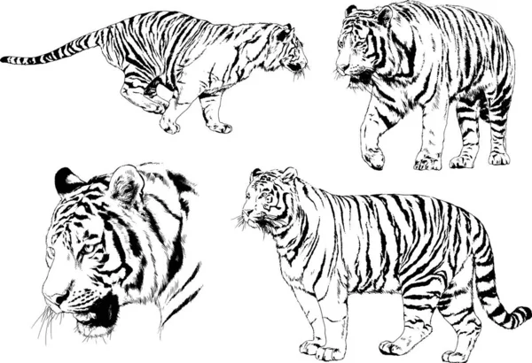 Set Vector Drawings Theme Predators Tigers Drawn Hand Ink Tattoo — Stock Vector