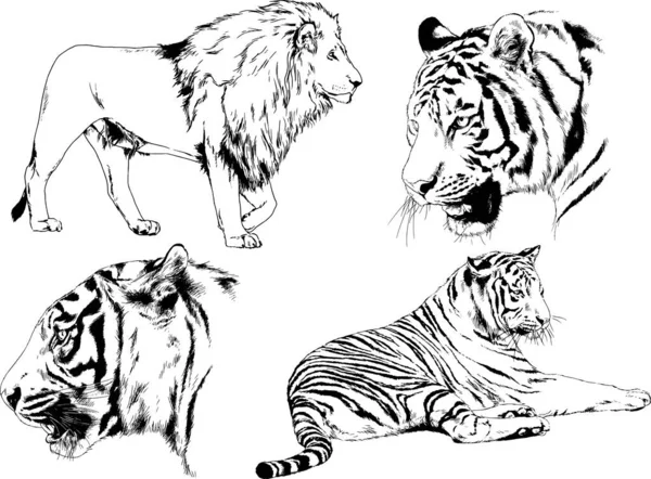 Conjunto Dibujos Vectoriales Sobre Tema Los Depredadores Tigres Dibujan Mano — Vector de stock