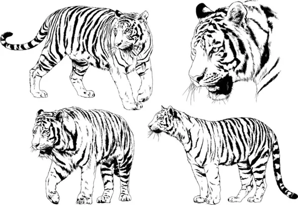 Conjunto Dibujos Vectoriales Sobre Tema Los Depredadores Tigres Dibujan Mano — Vector de stock