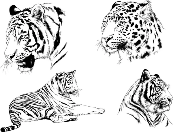 Conjunto Dibujos Vectoriales Sobre Tema Los Depredadores Tigres Dibujan Mano — Vector de stock