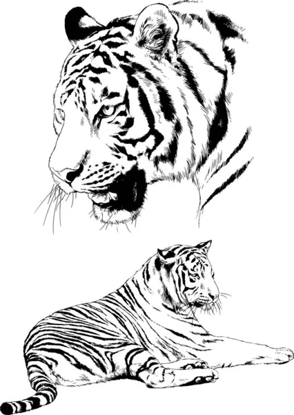Set Gambar Vektor Pada Tema Predator Harimau Digambar Dengan Tangan - Stok Vektor
