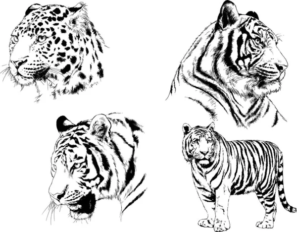 Set Vector Drawings Theme Predators Tigers Drawn Hand Ink Tattoo — Stock Vector