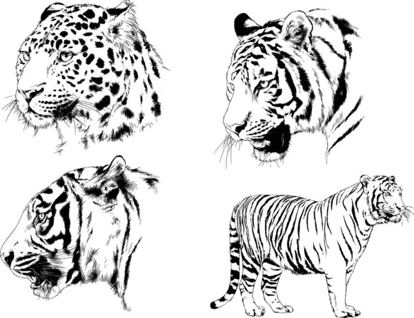 Serie Disegni Vettoriali Sul Tema Dei Predatori Tigri Sono Disegnati — Vettoriale Stock