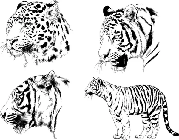 Serie Disegni Vettoriali Sul Tema Dei Predatori Tigri Sono Disegnati — Vettoriale Stock