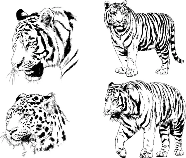 Dessins Vectoriels Croquis Différents Prédateurs Tigres Lions Guépards Léopards Sont — Image vectorielle