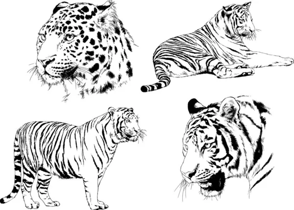 Векторні Малюнки Різні Хижаки Тигри Леви Гепарди Леопарди Малюються Чорнилом — стоковий вектор