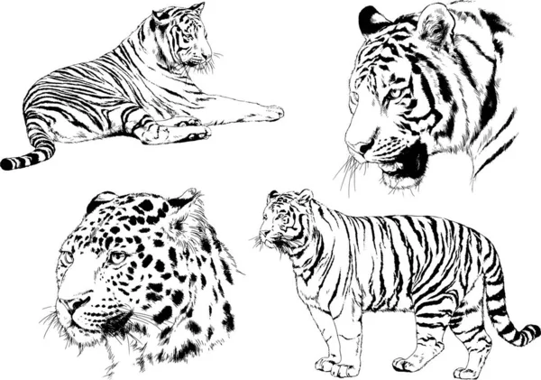 Vektor Rajzok Vázlatok Különböző Ragadozók Tigrisek Oroszlánok Gepárdok Leopárdok Rajzolják — Stock Vector