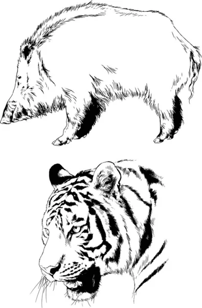 Dibujos Vectoriales Bocetos Diferentes Depredadores Tigres Leones Guepardos Leopardos Dibujan — Archivo Imágenes Vectoriales