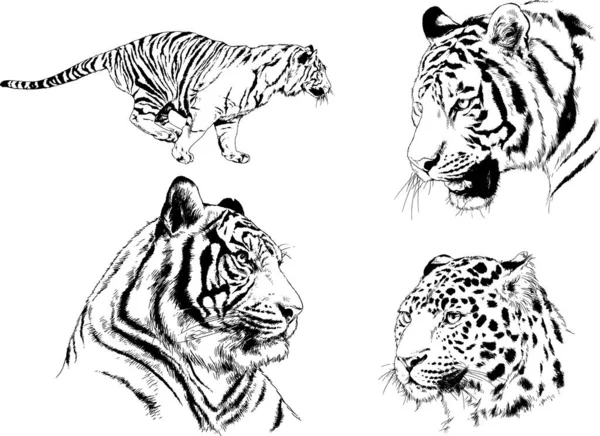 Vector Drawings Sketches Different Predator Tigers Lions Cheetahs Leopards Drawn — 스톡 벡터