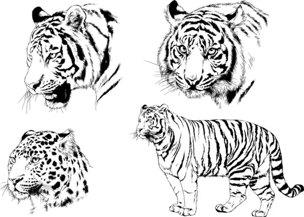 Vector Drawings Sketches Different Predator Tigers Lions Cheetahs Leopards Drawn — 스톡 벡터