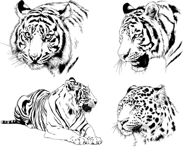 Dibujos Vectoriales Bocetos Diferentes Depredadores Tigres Leones Guepardos Leopardos Dibujan — Vector de stock