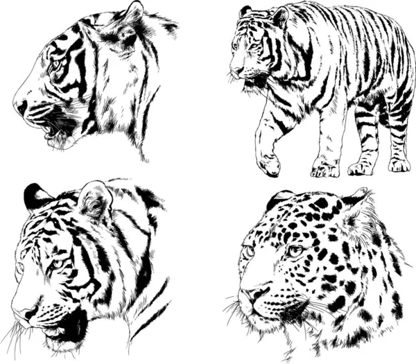 Dibujos Vectoriales Bocetos Diferentes Depredadores Tigres Leones Guepardos Leopardos Dibujan — Archivo Imágenes Vectoriales