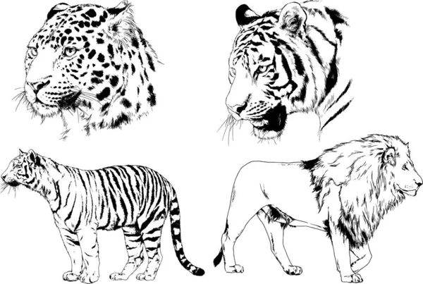 Vector Drawings Sketches Different Predator Tigers Lions Cheetahs Leopards Drawn — 스톡 벡터