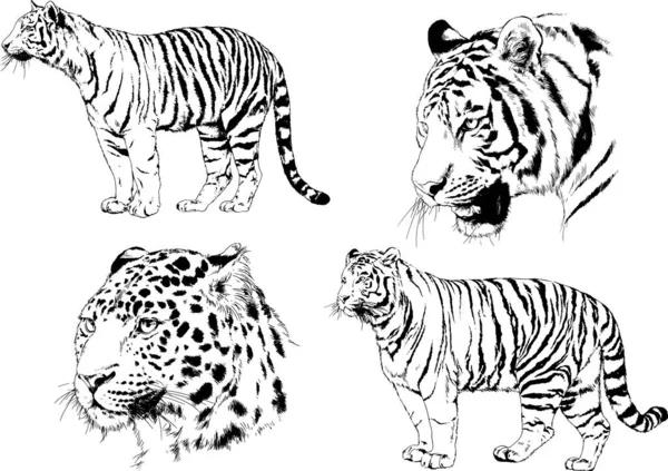 Dessins Vectoriels Croquis Différents Prédateurs Tigres Lions Guépards Léopards Sont — Image vectorielle