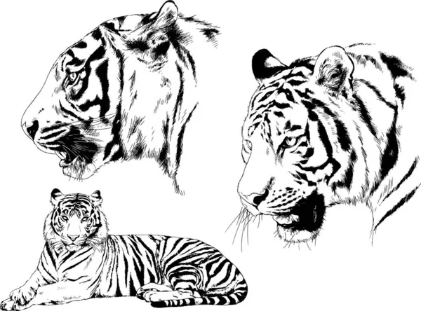 Rysunki Wektorowe Szkice Różne Drapieżniki Tygrysy Lwy Gepardy Lamparty Narysowane — Wektor stockowy
