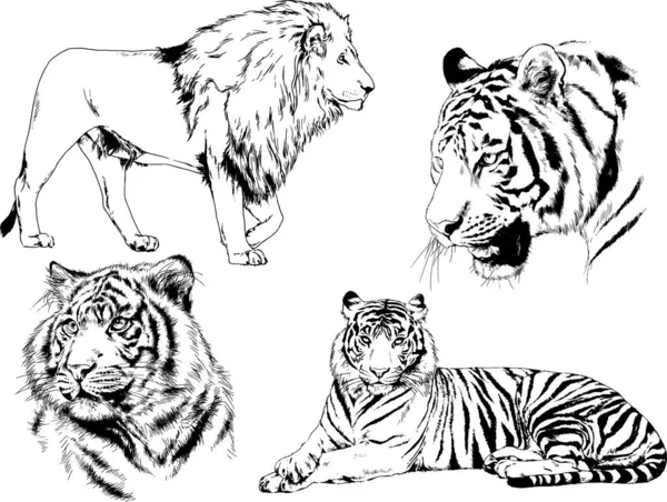 Vector Drawings Sketches Different Predator Tigers Lions Cheetahs Leopards Drawn — 스톡 벡터