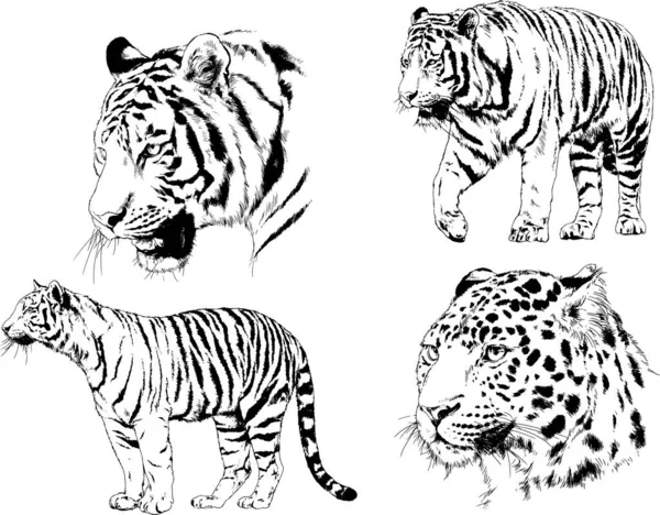 Dessins Vectoriels Croquis Différents Prédateurs Tigres Lions Guépards Léopards Sont — Image vectorielle