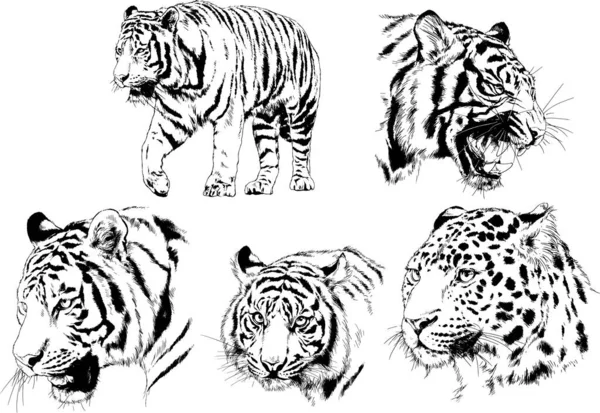 Dibujos Vectoriales Bocetos Diferentes Depredadores Tigres Leones Guepardos Leopardos Dibujan — Vector de stock