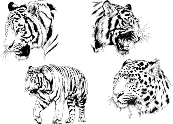 Dibujos Vectoriales Bocetos Diferentes Depredadores Tigres Leones Guepardos Leopardos Dibujan — Vector de stock