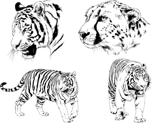 Dibujos Vectoriales Bocetos Diferentes Depredadores Tigres Leones Guepardos Leopardos Dibujan — Vector de stock