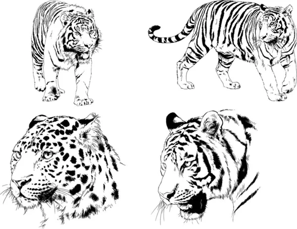 Vector Drawings Sketches Different Predator Tigers Lions Cheetahs Leopards Drawn — 스톡 벡터