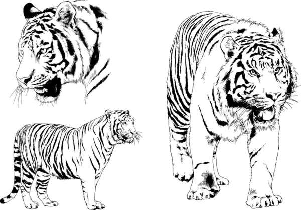 Dibujos Vectoriales Bocetos Diferentes Depredadores Tigres Leones Guepardos Leopardos Dibujan — Vector de stock