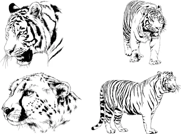 Dibujos Vectoriales Bocetos Diferentes Depredadores Tigres Leones Guepardos Leopardos Dibujan — Vector de stock