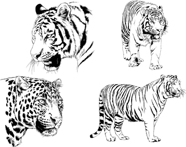 Dibujos Vectoriales Bocetos Diferentes Depredadores Tigres Leones Guepardos Leopardos Dibujan — Archivo Imágenes Vectoriales