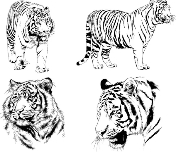 Vector Drawings Sketches Different Predator Tigers Lions Cheetahs Leopards Drawn — Stock Vector