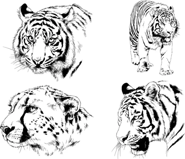 Dibujos Vectoriales Bocetos Diferentes Depredadores Tigres Leones Guepardos Leopardos Dibujan — Vector de stock