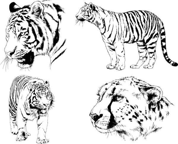 Dibujos Vectoriales Bocetos Diferentes Depredadores Tigres Leones Guepardos Leopardos Dibujan — Vector de stock