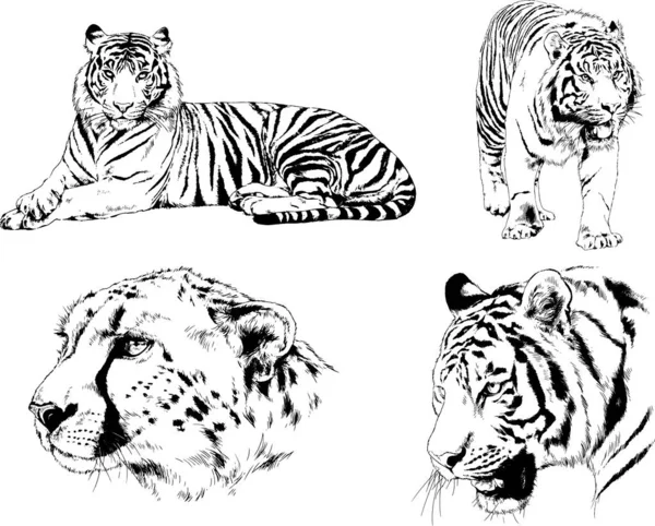 Dessins Vectoriels Croquis Différents Prédateurs Tigres Lions Guépards Léopards Sont — Image vectorielle