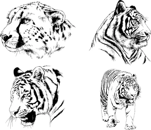 Dibujos Vectoriales Bocetos Diferentes Depredadores Tigres Leones Guepardos Leopardos Dibujan — Vector de stock