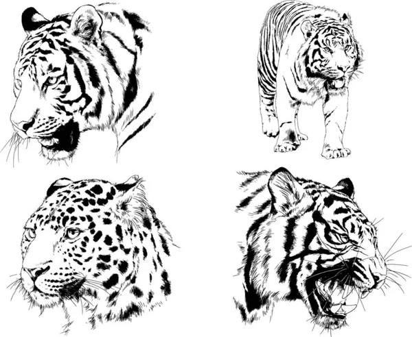 Desenhos Vetoriais Esboços Predador Diferente Tigres Leões Chitas Leopardos São — Vetor de Stock