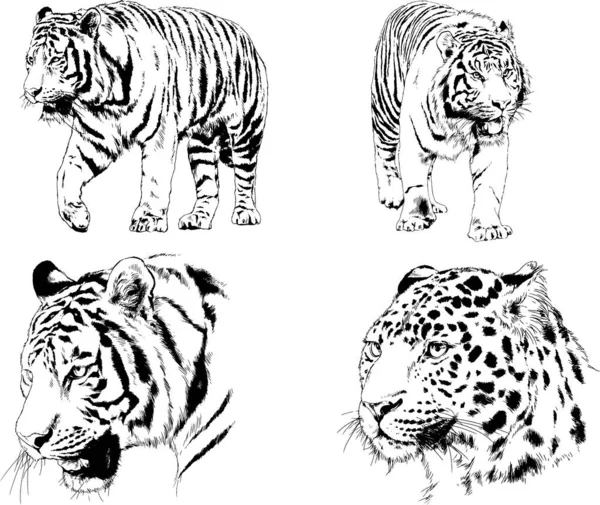 Vector Drawings Sketches Different Predator Tigers Lions Cheetahs Leopards Drawn — 스톡 벡터