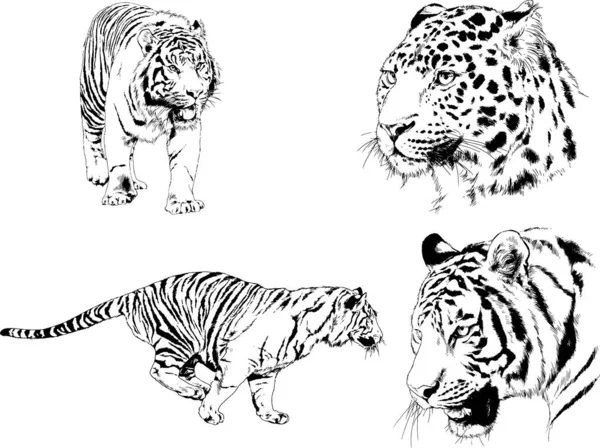 Dessins Vectoriels Croquis Différents Prédateurs Tigres Lions Guépards Léopards Sont — Image vectorielle