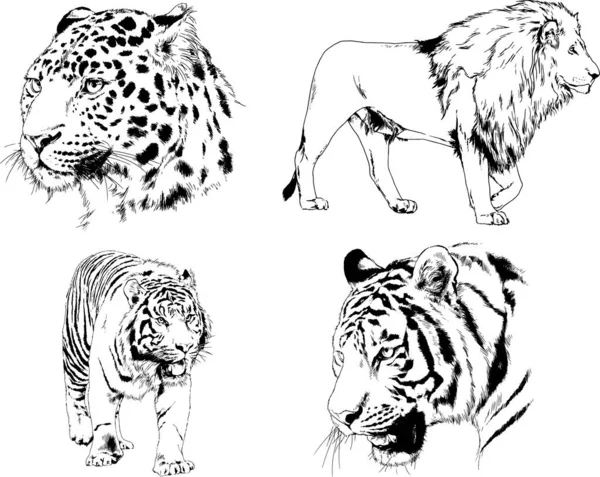 Vector Drawings Sketches Different Predator Tigers Lions Cheetahs Leopards Drawn — 스톡 벡터