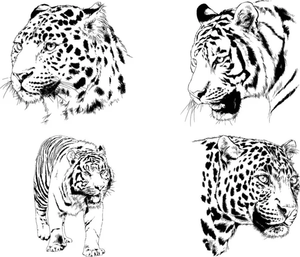 Vektor Rajzok Vázlatok Különböző Ragadozók Tigrisek Oroszlánok Gepárdok Leopárdok Rajzolják — Stock Vector